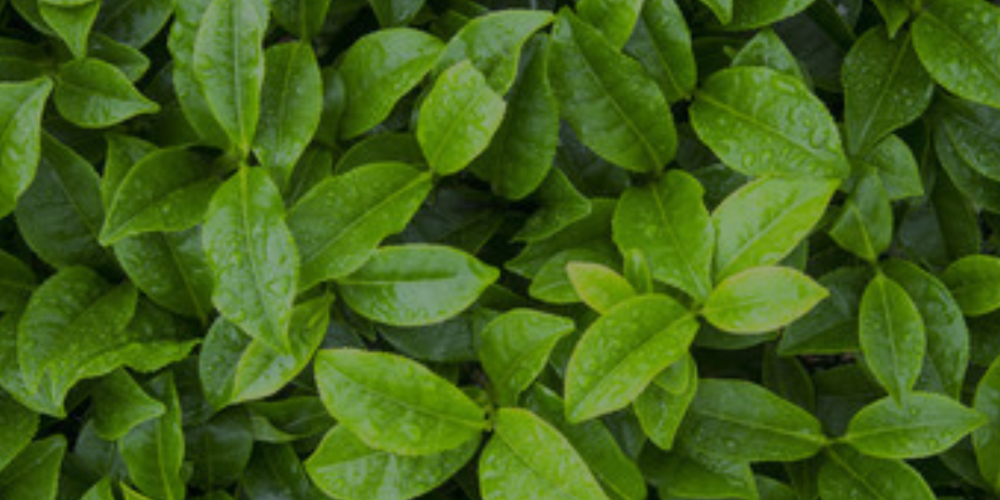 Tea Tree Oil