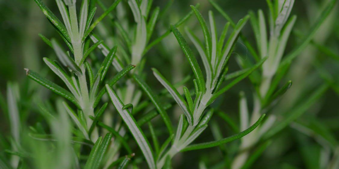 Rosemary Extract