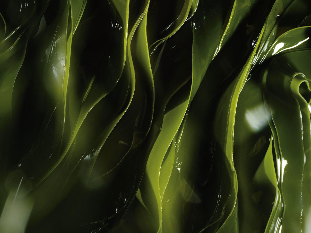 Kelp Extract